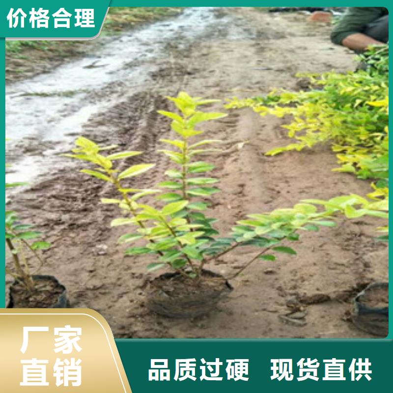 花海景觀宿根花卉基地老品牌廠家