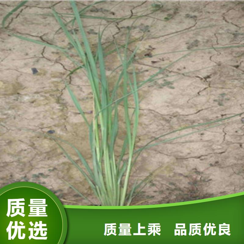 花海景觀【五一國慶草花批發】追求細節品質