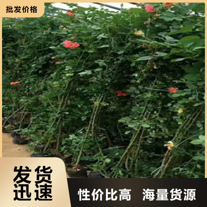 花海景观_耐寒耐旱草花基地资质认证