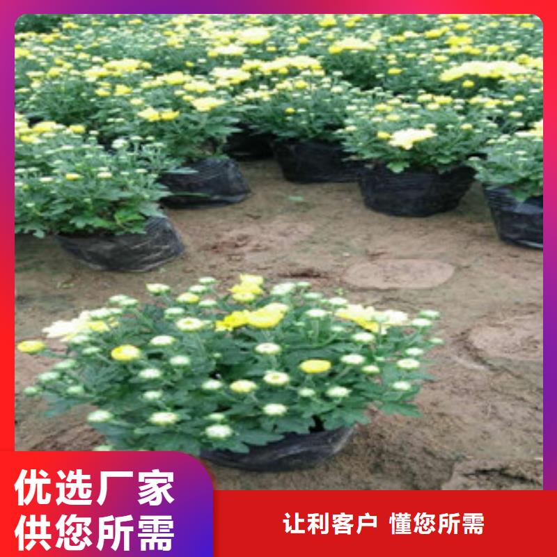 花海景觀宿根花卉基地老品牌廠家