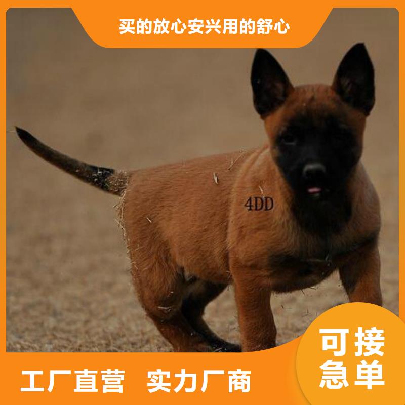 杜宾犬视频-广灵|南郊|忻州|阳泉|太原|晋中一品杜宾犬_ 一品犬舍(大同市分公司)