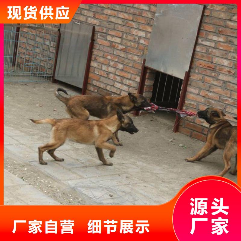 杜宾犬视频-杜宾犬_广西省玉林市市场覆盖博白|容县|防城港|贺州|河池|崇左|百色|北海等