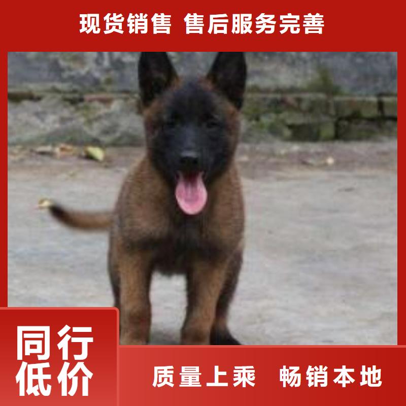 杜宾犬视频-杜宾犬_广西省玉林市市场覆盖博白|容县|防城港|贺州|河池|崇左|百色|北海等