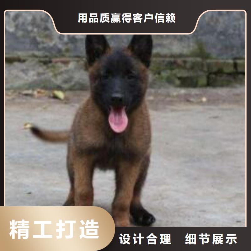 杜宾犬视频-杜宾犬|山西省大同市|浑源|阳高|临汾|朔州|运城|阳泉|太原|吕梁