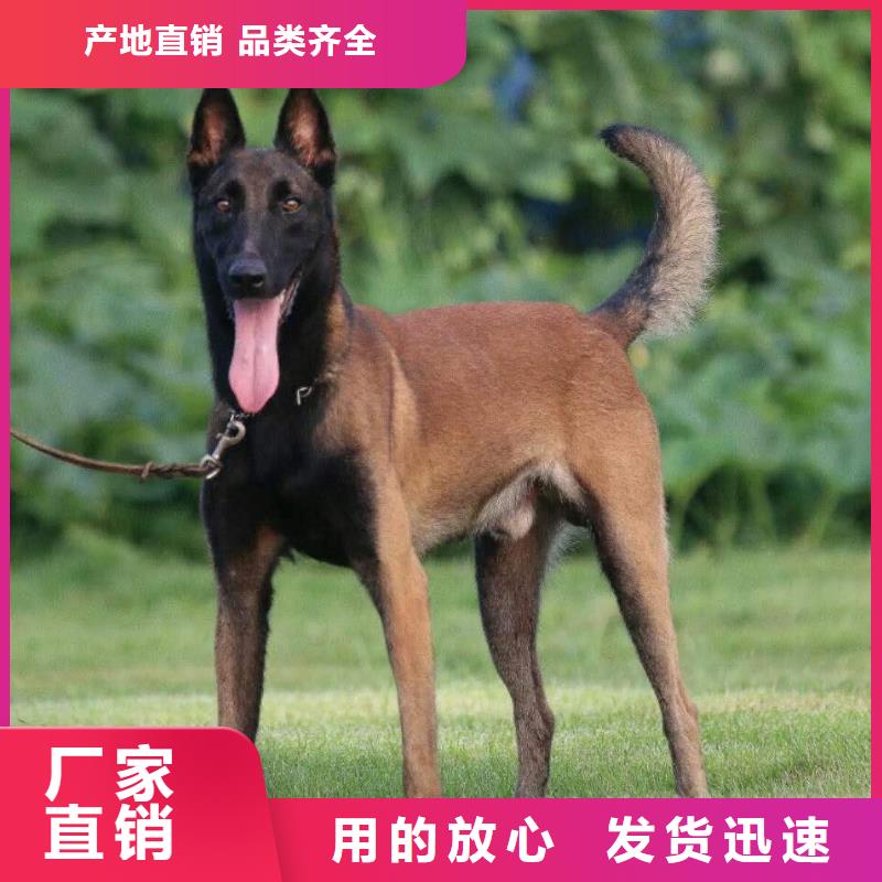 杜宾犬视频-杜宾犬|山西省大同市|浑源|阳高|临汾|朔州|运城|阳泉|太原|吕梁