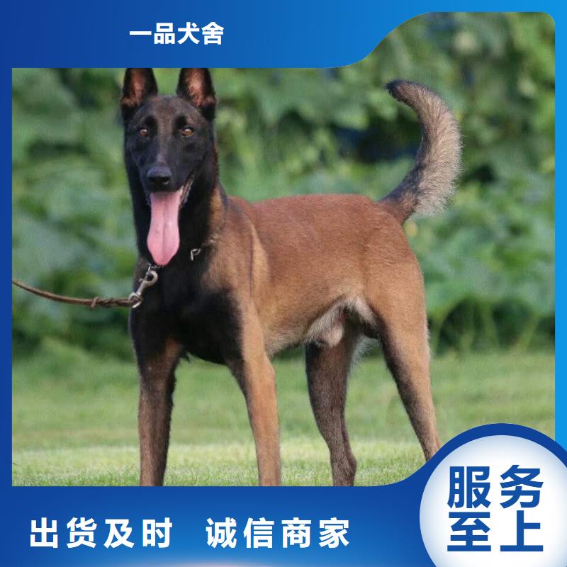 杜宾犬视频-杜宾犬_广西省玉林市市场覆盖博白|容县|防城港|贺州|河池|崇左|百色|北海等