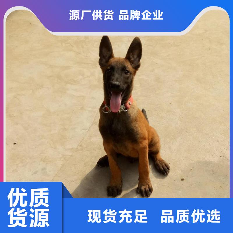 杜宾犬视频-杜宾犬_广西省玉林市市场覆盖博白|容县|防城港|贺州|河池|崇左|百色|北海等