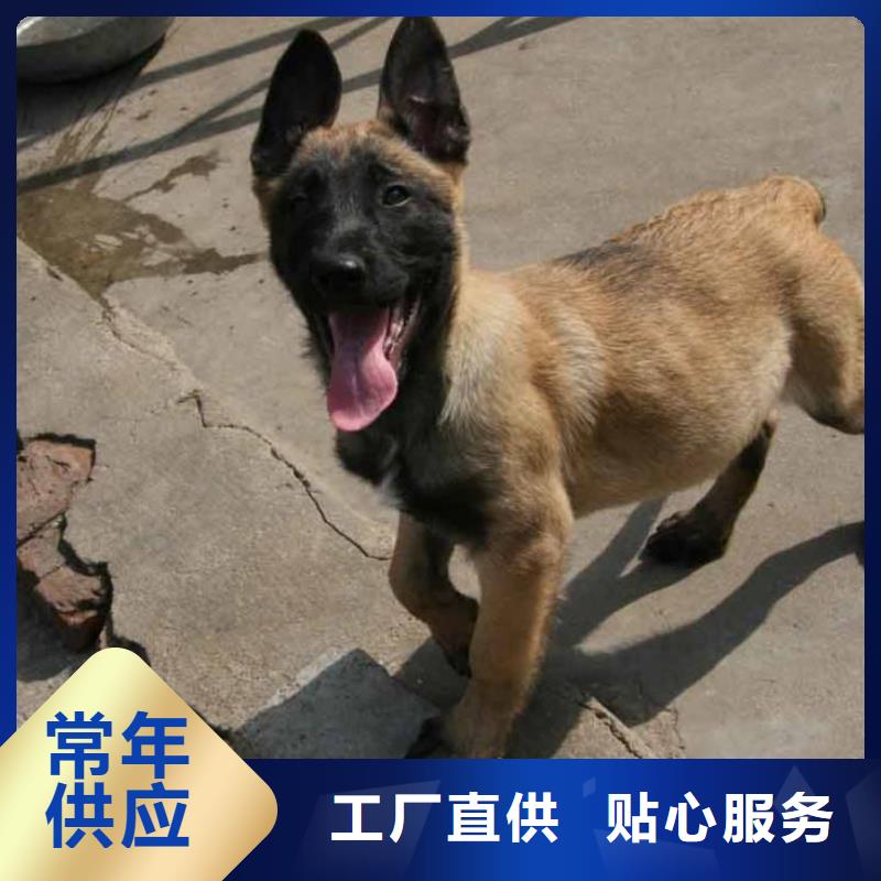 杜宾犬视频-杜宾犬|山西省大同市|浑源|阳高|临汾|朔州|运城|阳泉|太原|吕梁