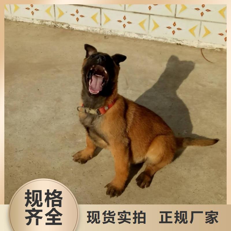 杜宾犬视频-广灵|南郊|忻州|阳泉|太原|晋中一品杜宾犬_ 一品犬舍(大同市分公司)