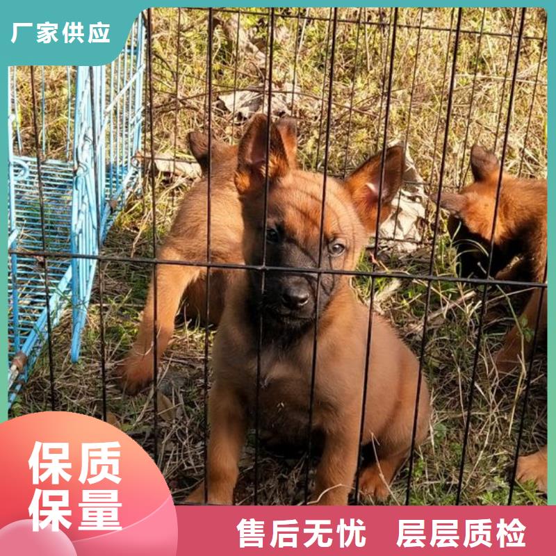 杜宾犬视频-广灵|南郊|忻州|阳泉|太原|晋中一品杜宾犬_ 一品犬舍(大同市分公司)
