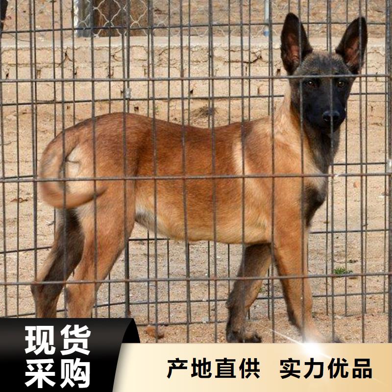 杜宾犬视频-广灵|南郊|忻州|阳泉|太原|晋中一品杜宾犬_ 一品犬舍(大同市分公司)