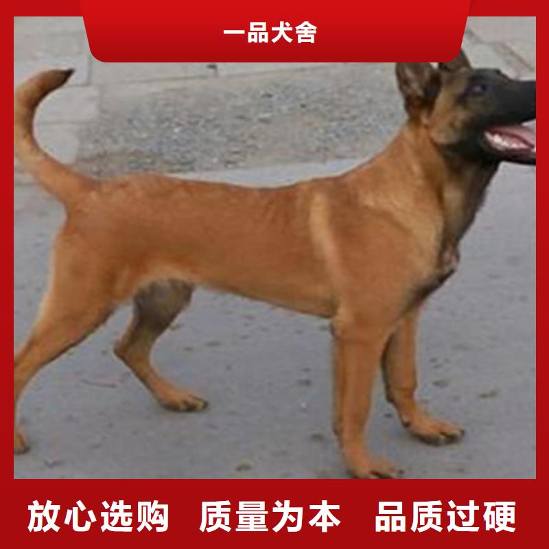 杜宾犬视频-杜宾犬|山西省大同市|浑源|阳高|临汾|朔州|运城|阳泉|太原|吕梁