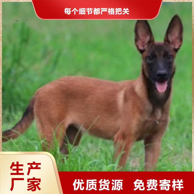 杜宾犬视频-杜宾犬_广西省玉林市市场覆盖博白|容县|防城港|贺州|河池|崇左|百色|北海等