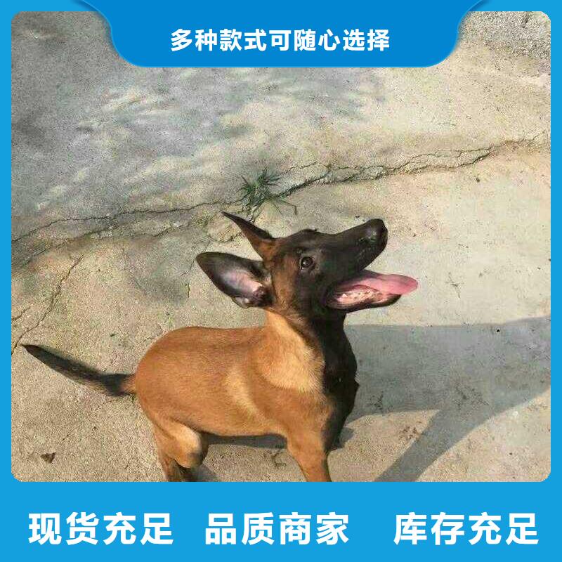 杜宾犬视频-杜宾犬|山西省大同市|浑源|阳高|临汾|朔州|运城|阳泉|太原|吕梁