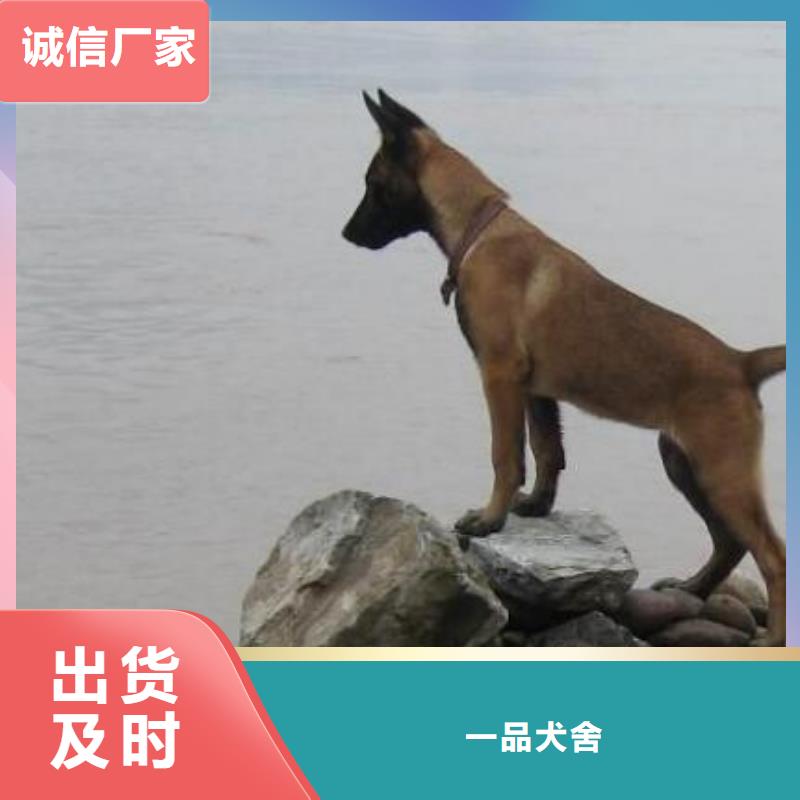 杜宾犬视频-杜宾犬_广西省玉林市市场覆盖博白|容县|防城港|贺州|河池|崇左|百色|北海等