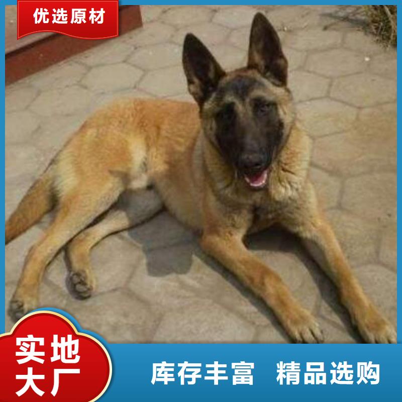 杜宾犬视频-广灵|南郊|忻州|阳泉|太原|晋中一品杜宾犬_ 一品犬舍(大同市分公司)