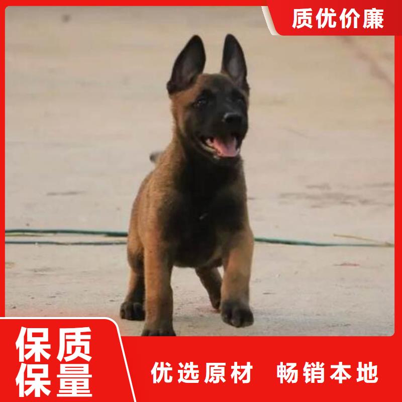 杜宾犬视频-杜宾犬|山西省大同市|浑源|阳高|临汾|朔州|运城|阳泉|太原|吕梁