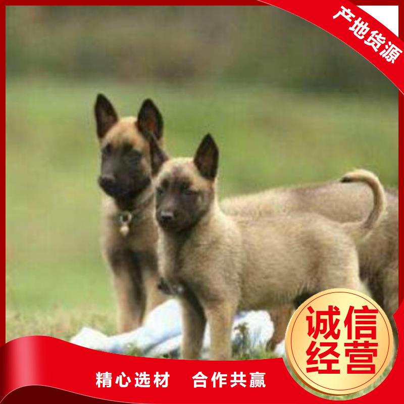 杜宾犬视频-杜宾犬_广西省玉林市市场覆盖博白|容县|防城港|贺州|河池|崇左|百色|北海等