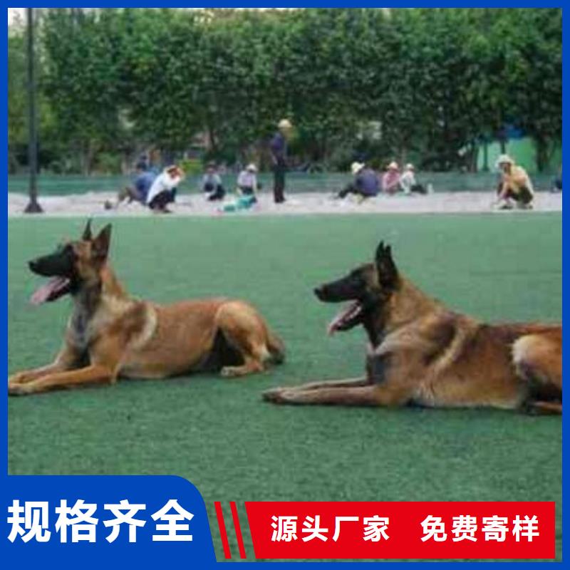 杜宾犬视频-广灵|南郊|忻州|阳泉|太原|晋中一品杜宾犬_ 一品犬舍(大同市分公司)