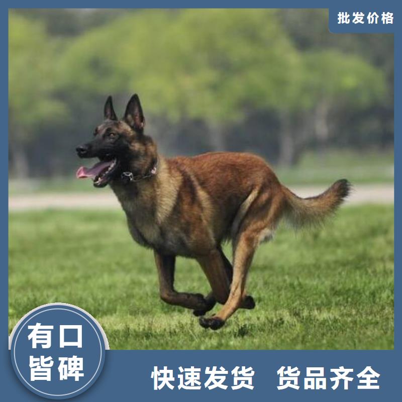 杜宾犬视频-杜宾犬|山西省大同市|浑源|阳高|临汾|朔州|运城|阳泉|太原|吕梁