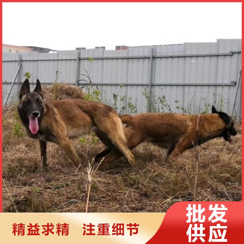 杜宾犬视频-杜宾犬|山西省大同市|浑源|阳高|临汾|朔州|运城|阳泉|太原|吕梁