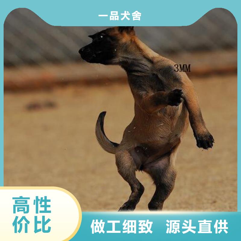 杜宾犬视频-杜宾犬|山西省大同市|浑源|阳高|临汾|朔州|运城|阳泉|太原|吕梁