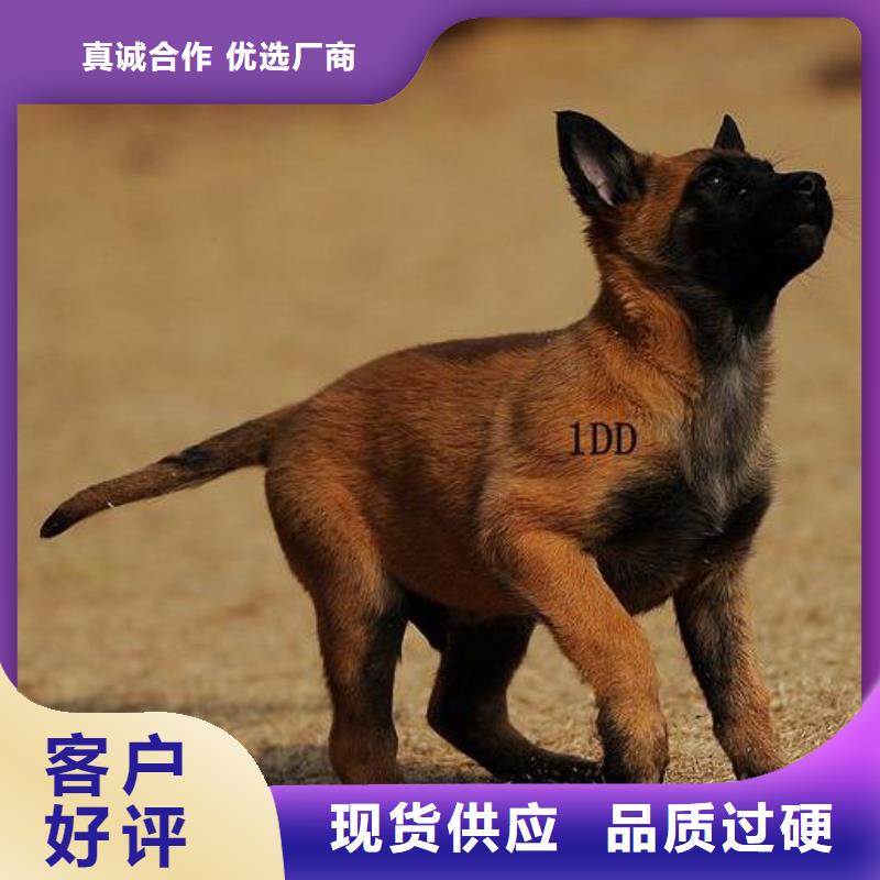 杜宾犬视频-杜宾犬_广西省玉林市市场覆盖博白|容县|防城港|贺州|河池|崇左|百色|北海等