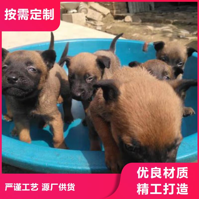 杜宾犬视频-杜宾犬_广西省玉林市市场覆盖博白|容县|防城港|贺州|河池|崇左|百色|北海等