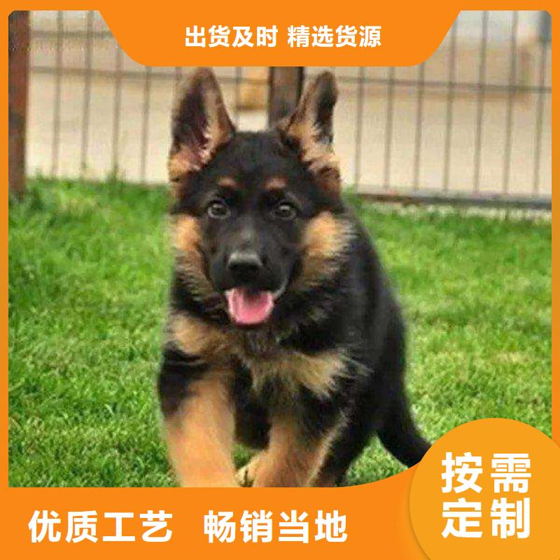 德國牧羊犬-德牧犬行業優選