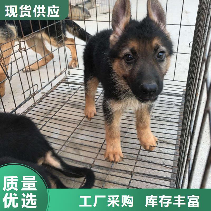 德国牧羊犬德牧犬老品牌厂家