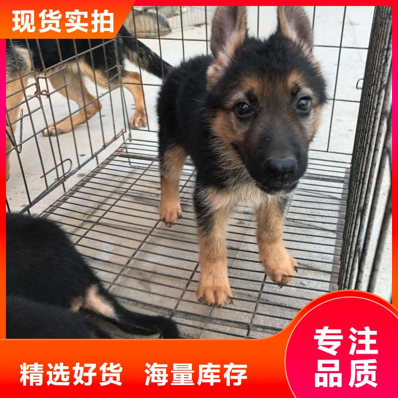 德國牧羊犬德牧犬源頭實體廠商