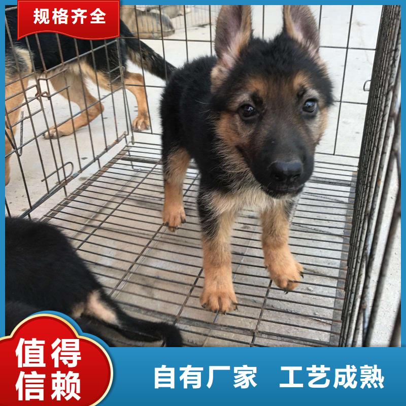 德國牧羊犬-德牧犬行業優選