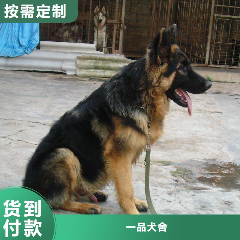 德國牧羊犬杜高犬標準工藝