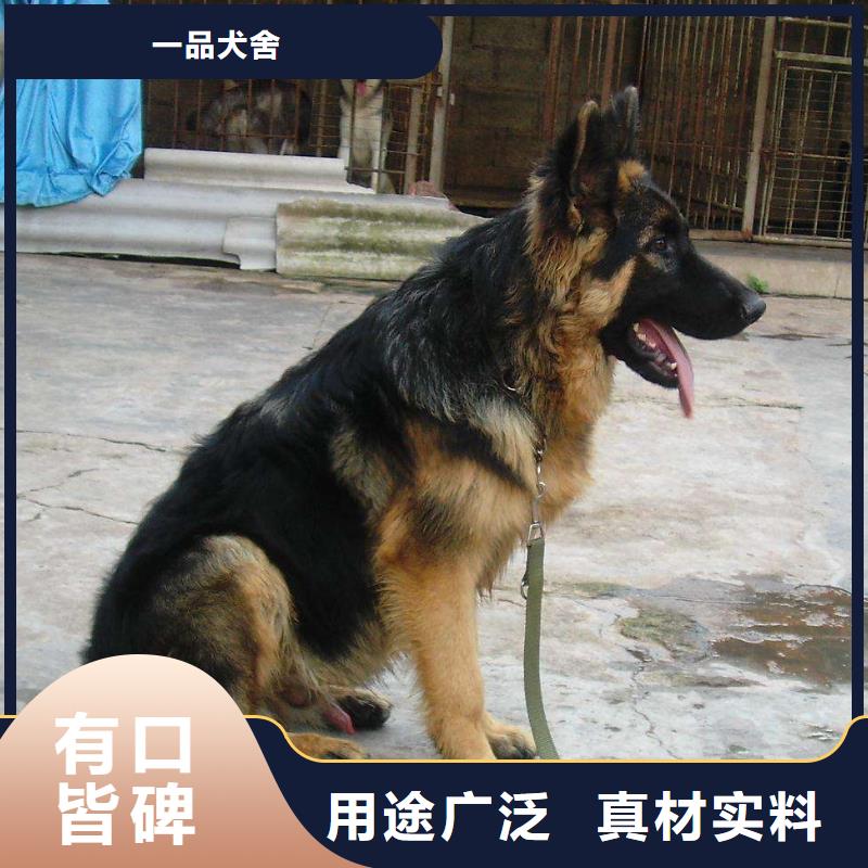 德国牧羊犬马犬分类和特点