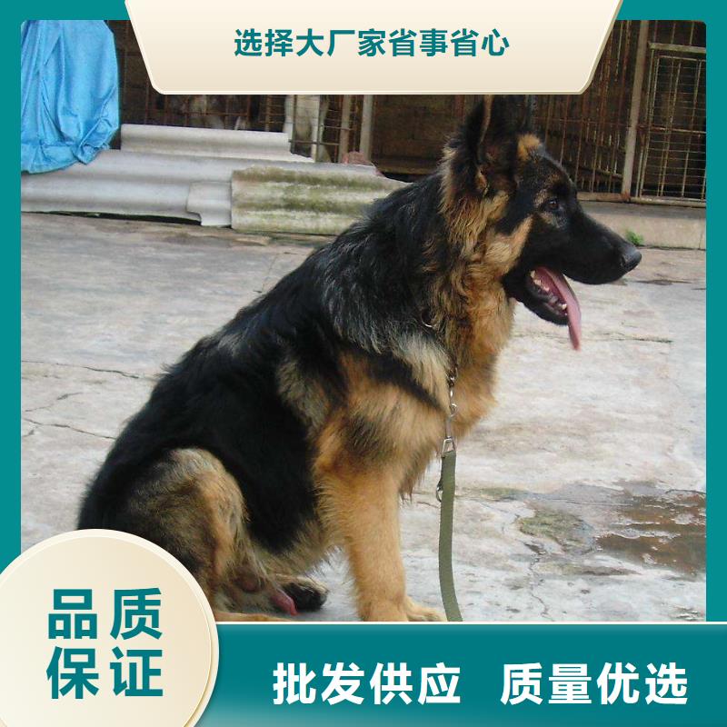 杜宾犬视频-杜宾犬|山东省德州市|平原|宁津|烟台|菏泽|青岛|滨州|东营|济南
