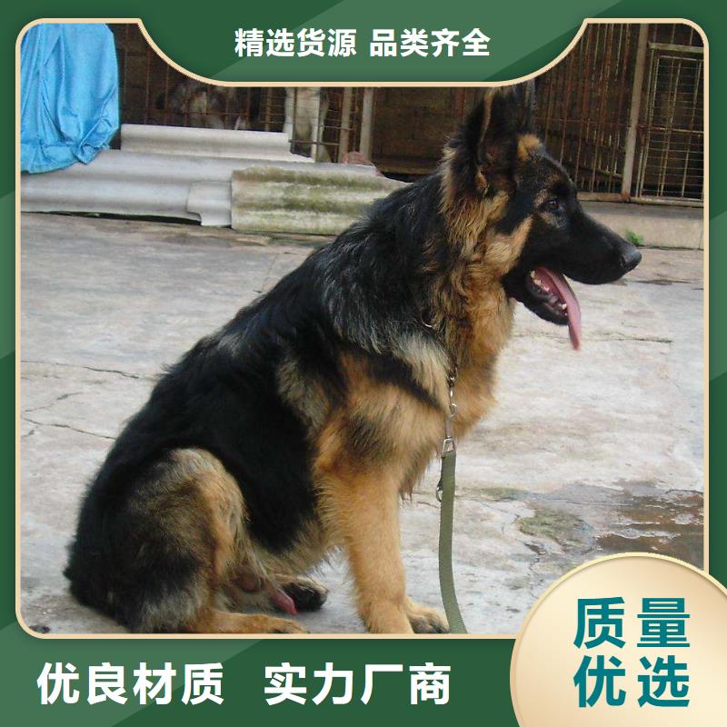 【德國牧羊犬杜賓犬出廠價】