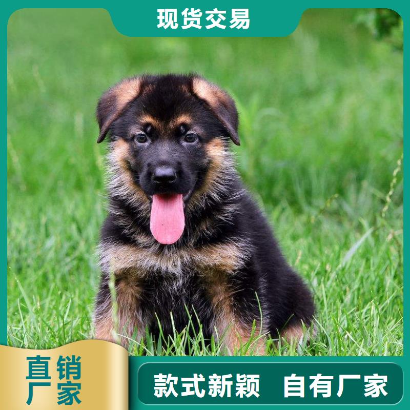 德国牧羊犬_马犬厂家直销值得选择