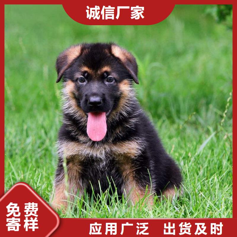 德国牧羊犬,德牧犬出厂价