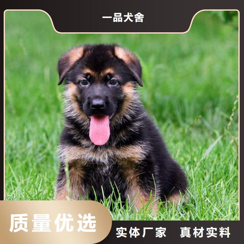德國牧羊犬德牧犬源頭實體廠商