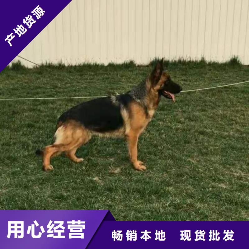 德国牧羊犬马犬源头厂家量大价优
