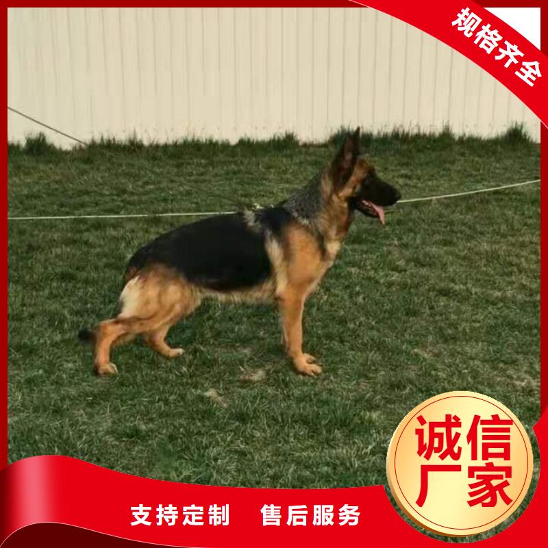 【德國牧羊犬杜賓犬一站式服務】