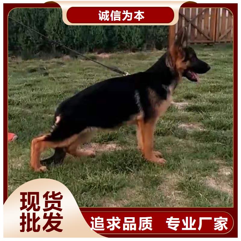 【德国牧羊犬德牧犬质量优价格低】