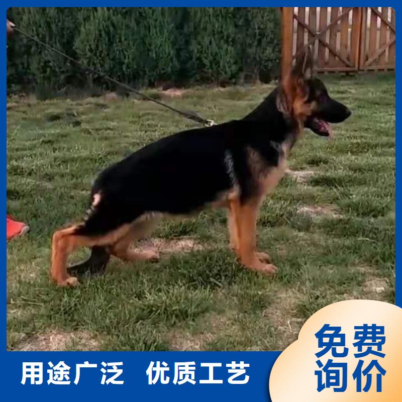 德国牧羊犬杜宾犬快速生产