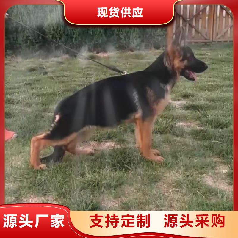 德国牧羊犬【马犬】批发商