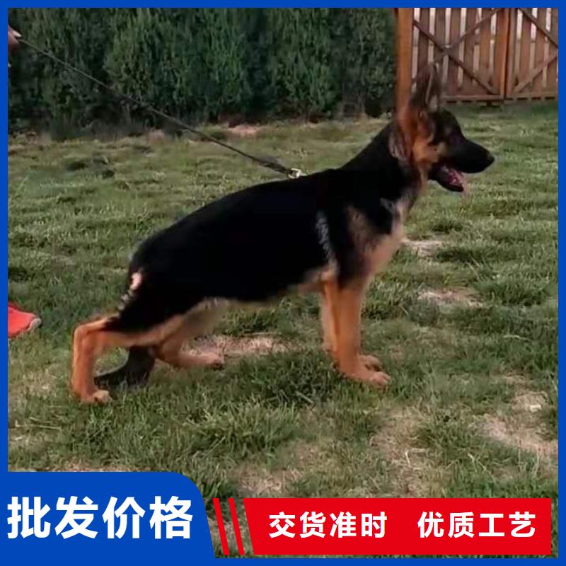 杜宾犬视频-杜宾犬|山东省德州市|平原|宁津|烟台|菏泽|青岛|滨州|东营|济南