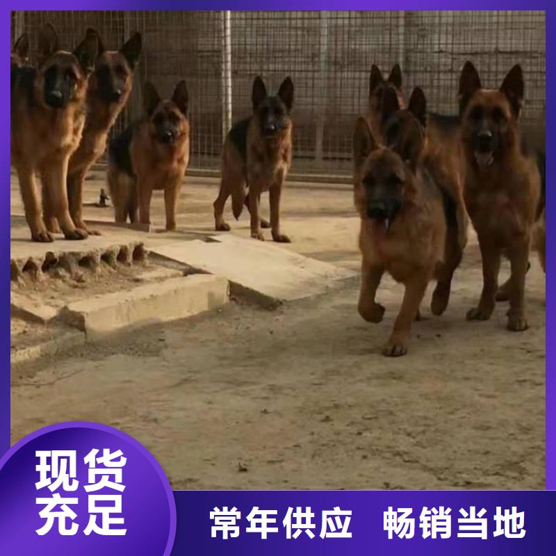 德国牧羊犬_马犬厂家直销值得选择