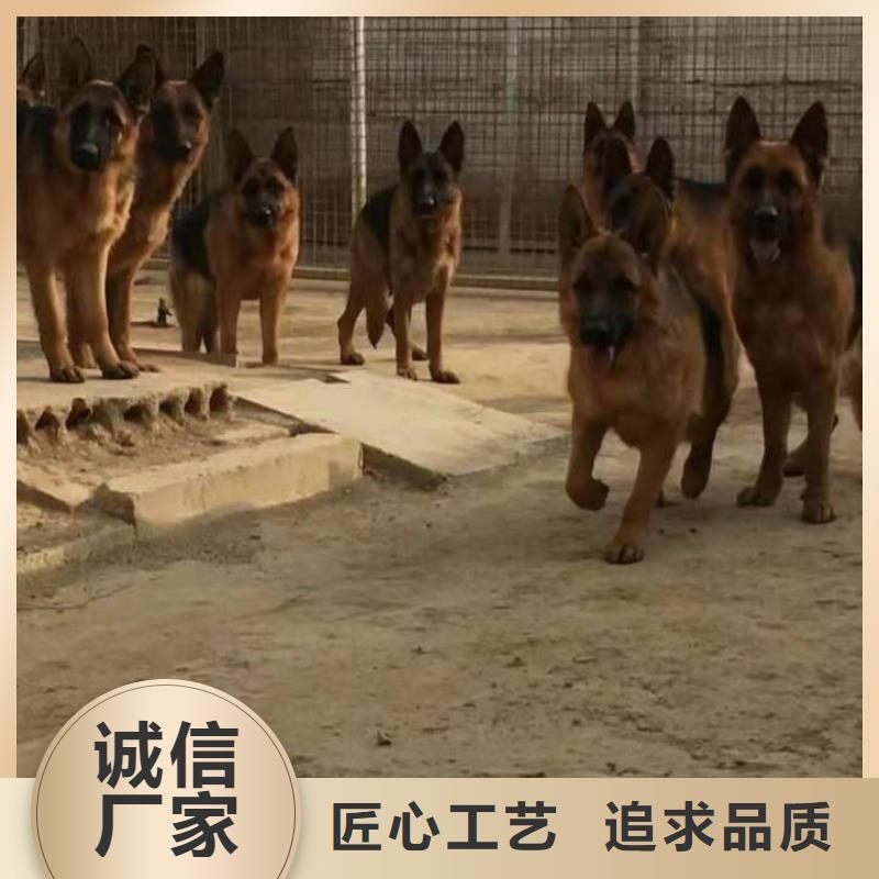 【德國牧羊犬德牧犬追求品質】