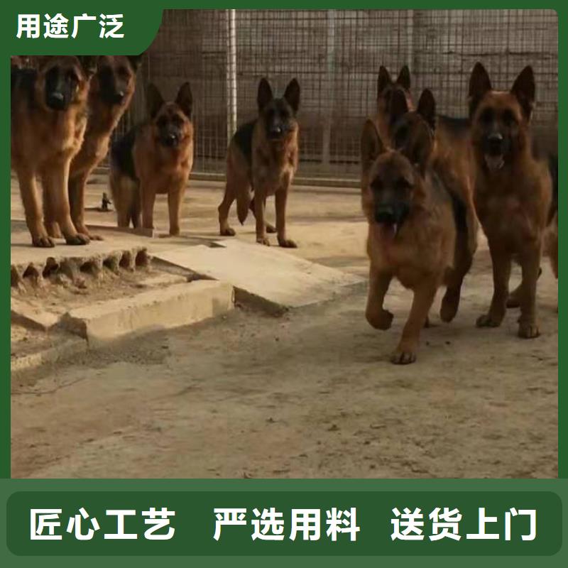 德国牧羊犬,德牧犬出厂价