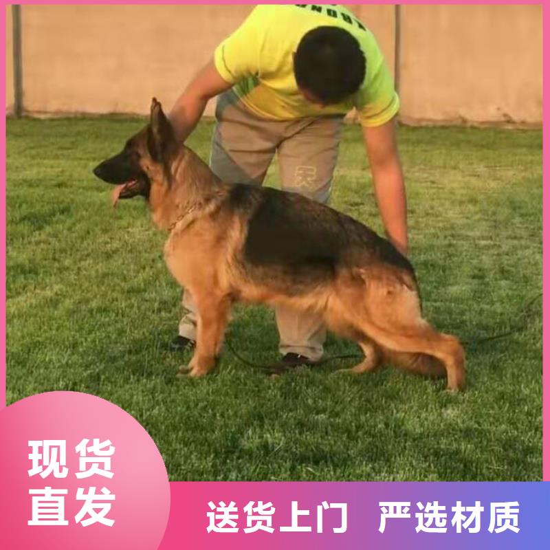 杜宾犬视频-杜宾犬-新疆乌鲁木齐市克拉玛依|伊犁【此地】服务商