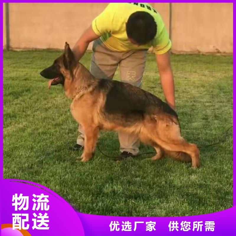 【德國牧羊犬卡斯羅犬有實力有經(jīng)驗】